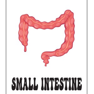 An educational card featuring a pink illustration of the small intestine with the text SMALL INTESTINE below.