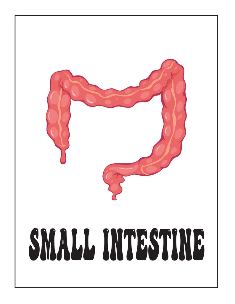 An educational card featuring a pink illustration of the small intestine with the text SMALL INTESTINE below.