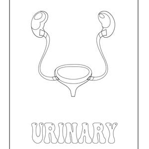 A black and white outline coloring page of the urinary system with the text URINARY below.