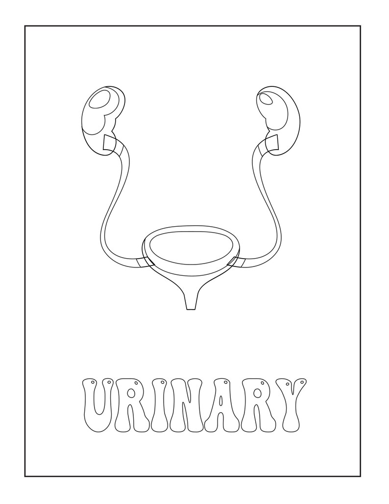 A black and white outline coloring page of the urinary system with the text URINARY below.