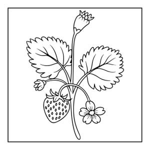 May include: A black and white line art illustration of a strawberry plant. The drawing features a single strawberry fruit, two large serrated leaves, a small flower, and a closed bud, all connected by thin stems within a square frame.