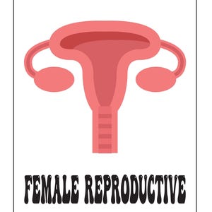An educational card featuring a pink illustration of the female reproductive system with the text FEMALE REPRODUCTIVE below.
