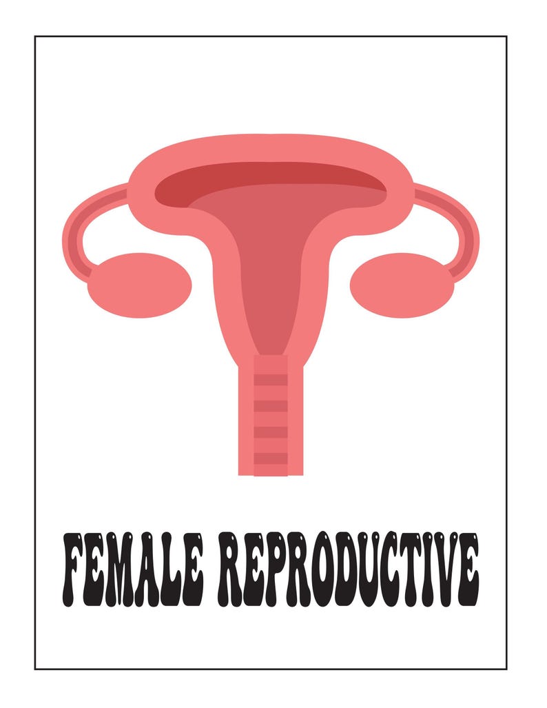 An educational card featuring a pink illustration of the female reproductive system with the text FEMALE REPRODUCTIVE below.