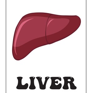A flashcard displaying a dark red illustrated liver above the bold black text reading LIVER.