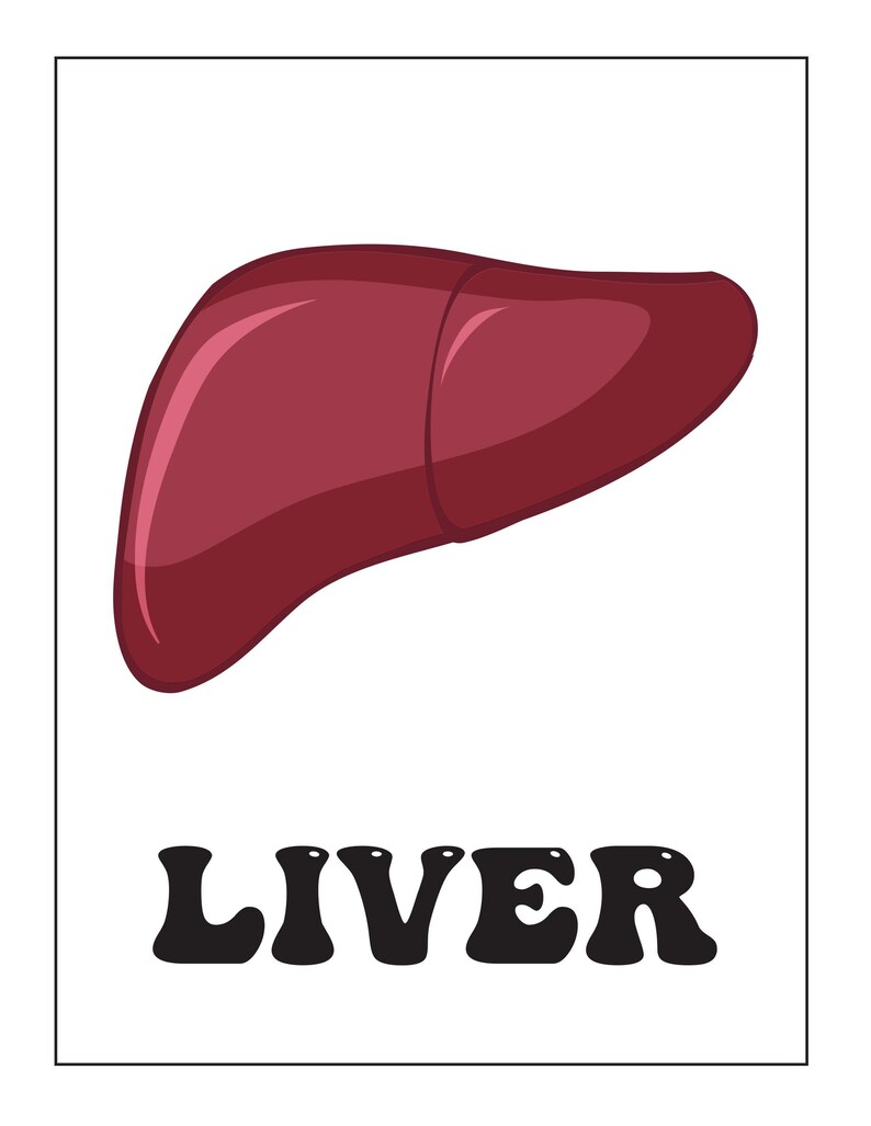 A flashcard displaying a dark red illustrated liver above the bold black text reading LIVER.
