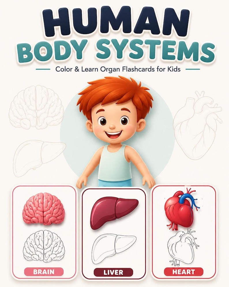 A promotional graphic for human body systems organ flashcards featuring a cartoon boy surrounded by illustrations of a brain, liver, and heart.
