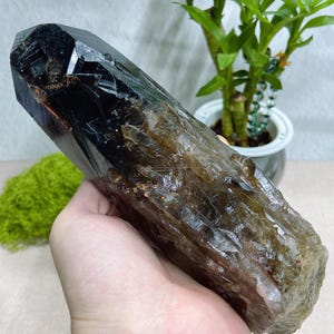 Peut inclure: Une grande pointe de cristal de quartz fumé allongée, présentant une coloration brun foncé à noire intense au sommet, se dégradant vers une structure cristalline translucide brun clair à multiples facettes avec des arêtes vives.