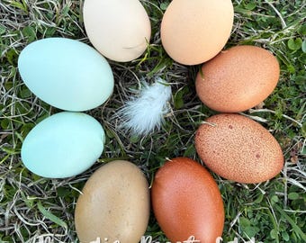 Colorful Chicken Eggs Rainbow Mix