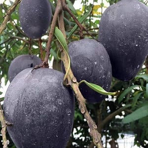 Sällsynta svarta mangofrön – Snabbväxande ekologisk frukt (3+ frön)