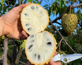 Semillas raras y frescas de Rollinia Deliciosa (Biriba/Annona Mucosa), árbol frutal dulce, de sabor a natillas. 10++ / 50++ semillas. Envío gratis.