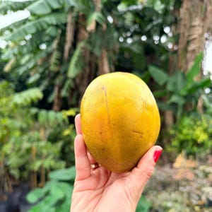 Puede incluir: Un mango maduro de forma ovalada con piel lisa de color amarillo vibrante, con sutiles tonos anaranjados y pequeñas manchas marrones, sostenido en una palma frente a un fondo borroso de follaje tropical verde y hojas de plátano.