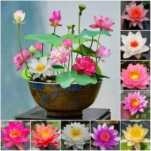 Lotus Bonsai - Etsy