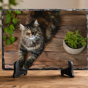 Può includere: Una targa rettangolare in ardesia con bordi grezzi e cesellati che presenta l'immagine stampata di un gatto tartarugato a pelo lungo su assi di legno, accompagnata da una pianta rampicante verde a sinistra e una piccola succulenta a destra.
