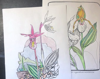 Orchid Coloring Pages