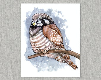 Northern Hawk Owl Art Print