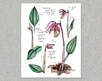 Calypso Orchid Art Print