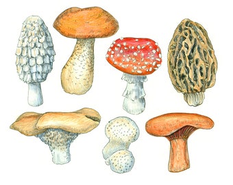 Alaska Mushrooms Art Print