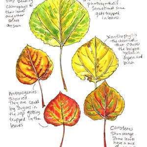 Fall Aspen Leaves 10 x 8" Print