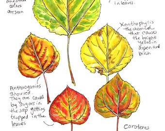 Fall Aspen Leaves 10 x 8" Print