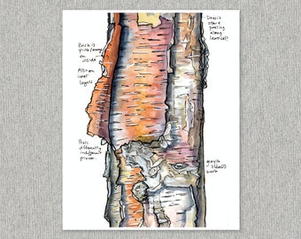 Birch Tree Art Print