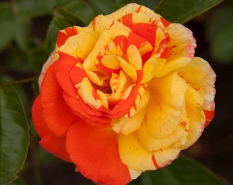 Oranges n Lemons Shrub Rose, Live Own Root Heirloom, Fragrant Repeat Blooms, Zones 5-10