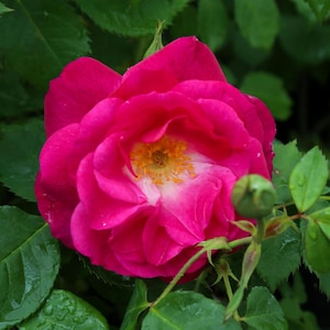 Può includere: Una vivace rosa magenta in piena fioritura con petali stratificati e increspati e un centro giallo brillante. Il fiore presenta una sfumatura bianca vicino alla base dei petali ed è circondato da foglie seghettate verde scuro e un piccolo bocciolo.
