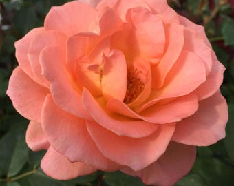 Rosa Floribunda Jump for Joy, muda viva de raiz própria, fragrância suave, floração repetida (Zonas 6-10)