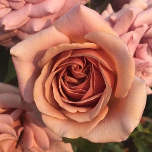 Può includere: Una singola rosa in piena fioritura con petali morbidi color pesca polveroso e rosa chiaro. Il fiore presenta un centro a spirale stretta con strati di petali delicati e sovrapposti che mostrano una sfumatura di toni caldi e tenui.