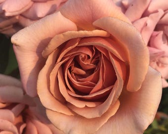 May include: A single, fully bloomed rose with soft, dusty peach and light pink petals. The flower features a tightly spiraled centre with layers of delicate, overlapping petals that display a subtle gradient of warm, muted orange and pink tones.