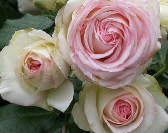 Eden Climber Rose Plant, Heirloom Climbing Rose, Repeat Blooms, Fragrant Garden Vine (Zones 5-10)