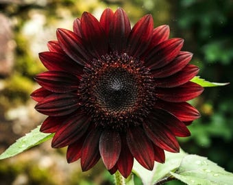 Schokoladenkirsch-Sonnenblumensamen | Alte Sorte | Leuchtende Gartenblüte | Einzigartige Farbe