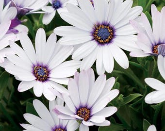 Kapmargeriten-Samen, weiße Osteospermum-Blumen für Bauerngärten, Beeteinfassungen und insektenfreundliche Gärten