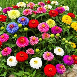 Zinniafrön från California Giants, färgglada ettåriga arvsblommor för stugträdgårdar, rabatter och snittbuketter bild 5