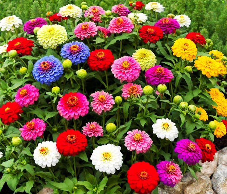 Zinniafrön från California Giants, färgglada ettåriga arvsblommor för stugträdgårdar, rabatter och snittbuketter bild 5