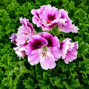 Può includere: Un grappolo di fiori di geranio reale rosa e viola vibranti con petali increspati e centri scuri, circondato da un denso fogliame verde brillante profondamente lobato. I fiori presentano venature delicate e piccoli stami arancioni.