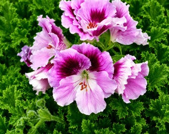 Geranienmischung, farbenfrohe Stauden für Bauerngärten, Beete und Schnittblumenarrangements