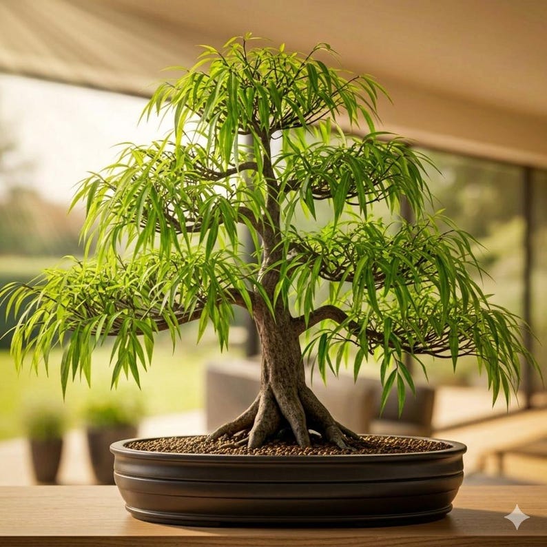 May include: A bonsai tree with a thick, textured brown trunk and exposed roots, featuring numerous thin, cascading branches covered in vibrant green, slender, pointed leaves. The tree is planted in a shallow, dark brown oval ceramic pot.