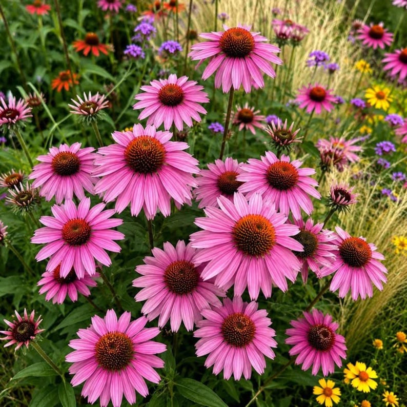 Op de afbeelding: Een groep felroze zonnehoeden met opvallende, verhoogde, donker oranjebruine harten. De bloemen hebben lange, slanke, hangende bloemblaadjes rondom de centrale kegel, tegen een achtergrond van groen blad en hoog gras.