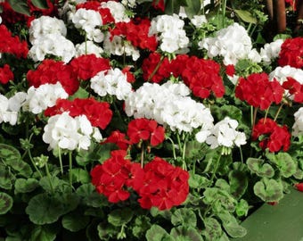 Burpee Border Mix Geraniensamen, farbenfrohe Blumen für Beete, Rabatten und Bauerngärten