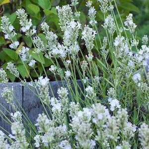 May include: A cluster of white lavender flowers with slender green stems and narrow leaves. The tall, spike-shaped blossoms are arranged in vertical tiers, rising from a base of foliage. The plant displays multiple blooming stalks in various heights.