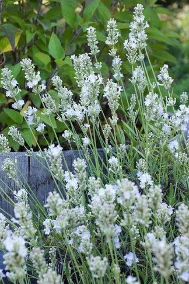 May include: A cluster of white lavender flowers with slender green stems and narrow leaves. The tall, spike-shaped blossoms are arranged in vertical tiers, rising from a base of foliage. The plant displays multiple blooming stalks in various heights.