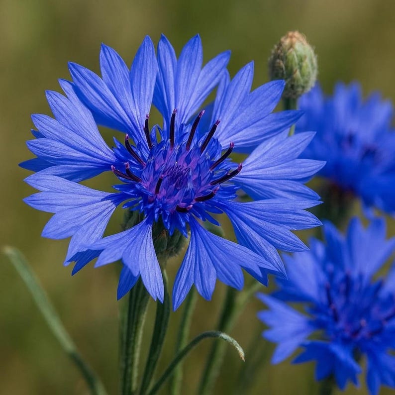 May include: A vibrant blue cornflower with serrated petals radiating from a dark purple center, featuring thin green stems and a small, unopened flower bud positioned above the main bloom, with additional blue flowers visible in the background.