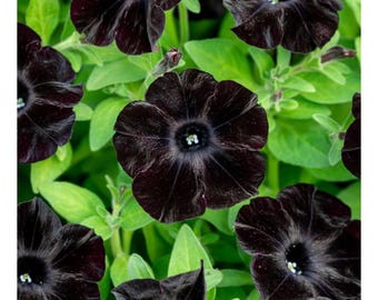 Schwarze Geraniensamen, seltene Stauden für Bauerngärten, Beeteinfassungen und die Frühjahrsbepflanzung