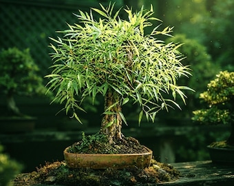 Globe Willow Bonsai Cuttings, Thick Trunk Indoor Starter Tree, Easy Care Houseplant