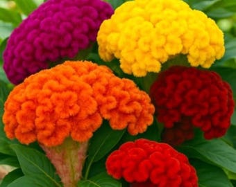 Graines de célosie crête de coq, fleurs multicolores veloutées pour massifs, bordures et compositions en pot