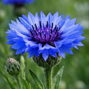 May include: A vibrant blue cornflower with a complex, multi-layered bloom featuring pointed petals radiating from a dark purple, textured center. The flower sits atop a green, hairy stem with a small, unopened bud visible to the left side.