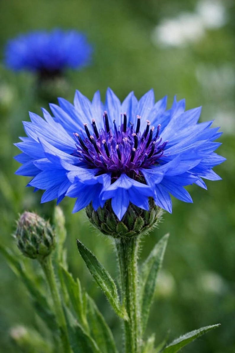May include: A vibrant blue cornflower with a complex, multi-layered bloom featuring pointed petals radiating from a dark purple, textured center. The flower sits atop a green, hairy stem with a small, unopened bud visible to the left side.
