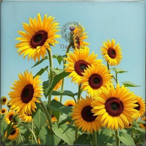 Pu&ograve; includere: Una stampa quadrata che raffigura un gruppo di girasoli giallo brillante con centri marrone scuro su un cielo azzurro. Il testo "Thistlebud" appare al centro sopra la frase "WILD & HARVEST FLORALS" con una piccola icona a forma di ghirlanda floreale.
