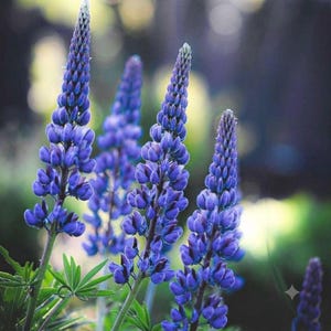 Wilde blaue Lupinensamen mehrjährige Blume Garten blüht Bestäuber freundliche Vielfalt Pflanzen
