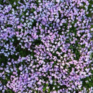 May include: A dense carpet of small, five-petaled light purple and lavender flowers with bright green foliage visible underneath. The blossoms are tightly packed together, creating a continuous, vibrant floral texture across the entire frame.